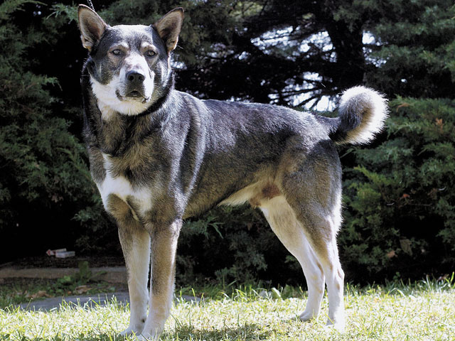 �����Ƒ��Ɍ}����O��